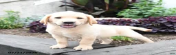 Labrador Retriever dogs for sale: Moose - Ad 3