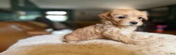 Maltipoo dogs for sale: Maltipoo 4 - Ad 1