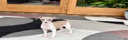 Italian Greyhound dogs for sale: Italian Greyhound 1 fawn boy  - Ad 3