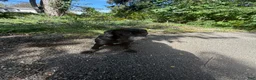 Cane Corso dogs for sale: Cane Corso 1 - Ad 3