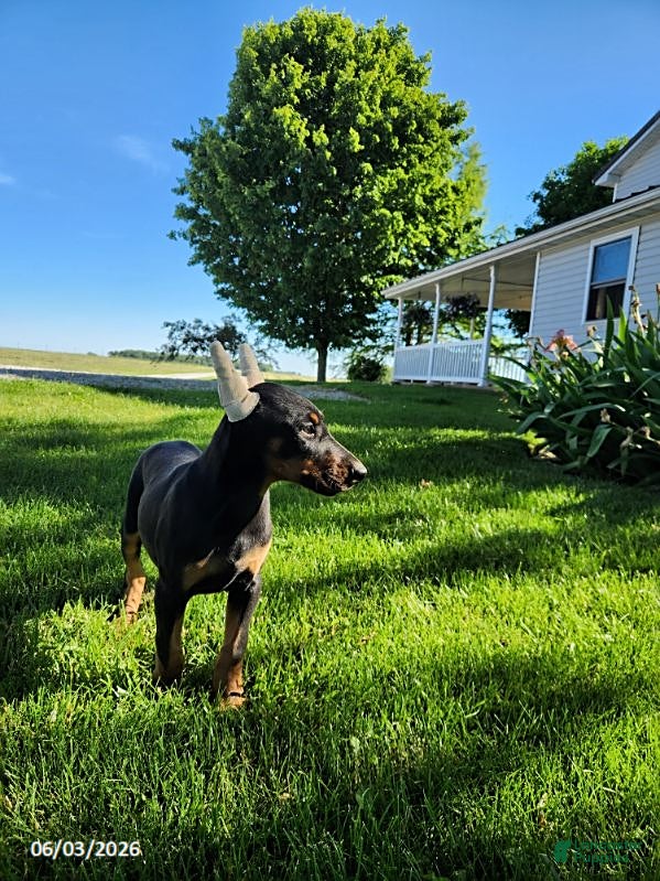 Doberman Pinscher dogs Rover - Ad 2