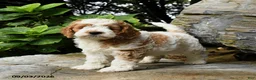 Cockapoo dogs for sale: Biscuit - Ad 2