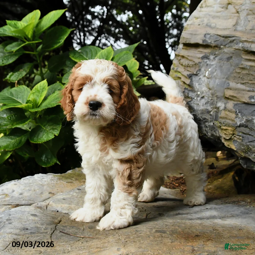 Cockapoo dogs for sale: Biscuit - Ad 2