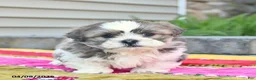 Shih Tzu dogs for sale: Forrest  - Ad 1