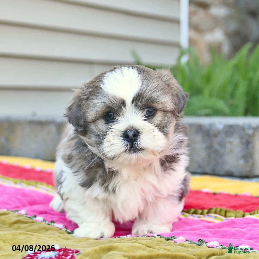 Shih Tzu dogs for sale: Forrest  - Ad 1