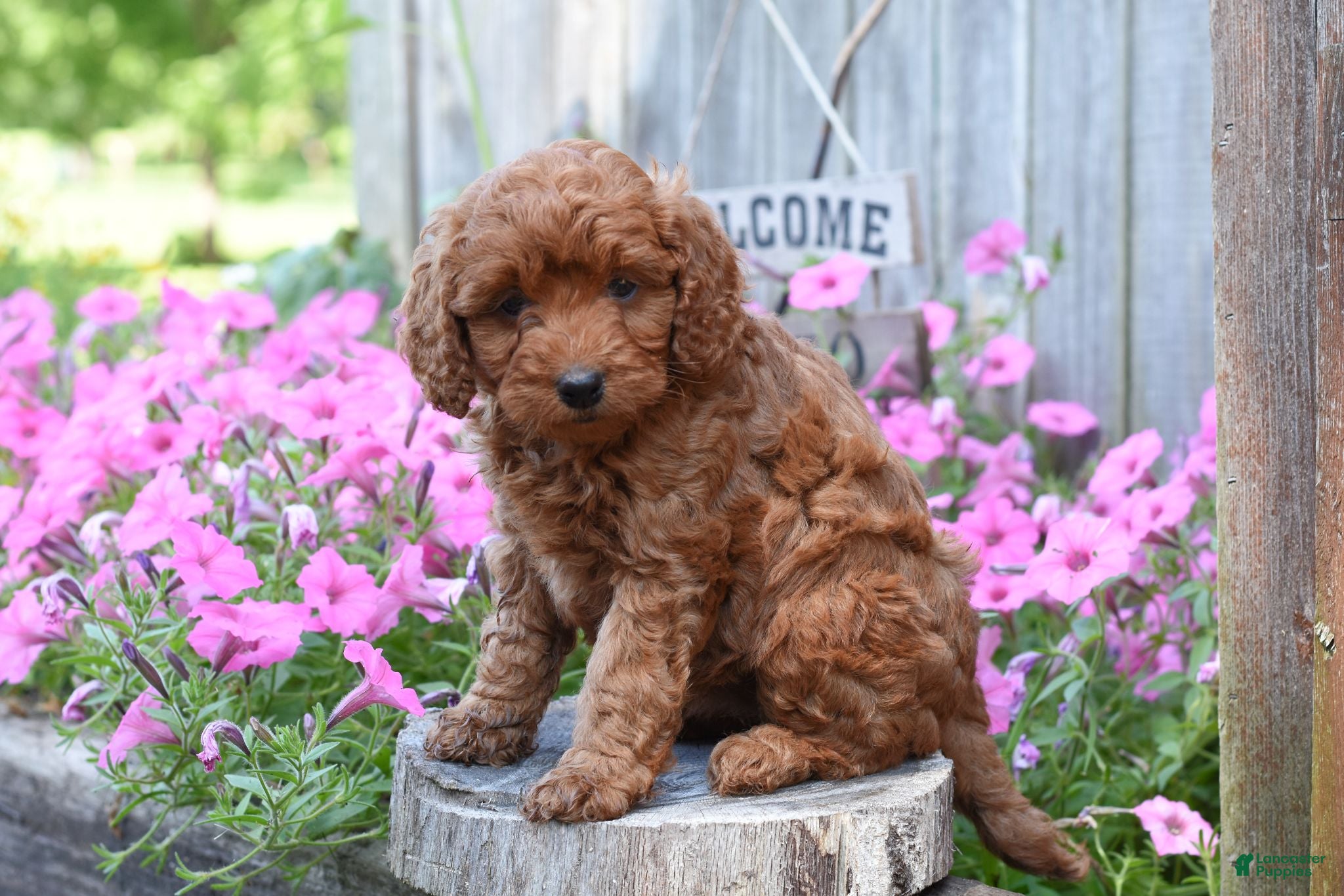 Cockapoo dogs Raven - Ad 2