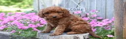 Cockapoo dogs for sale: Raven - Ad 2