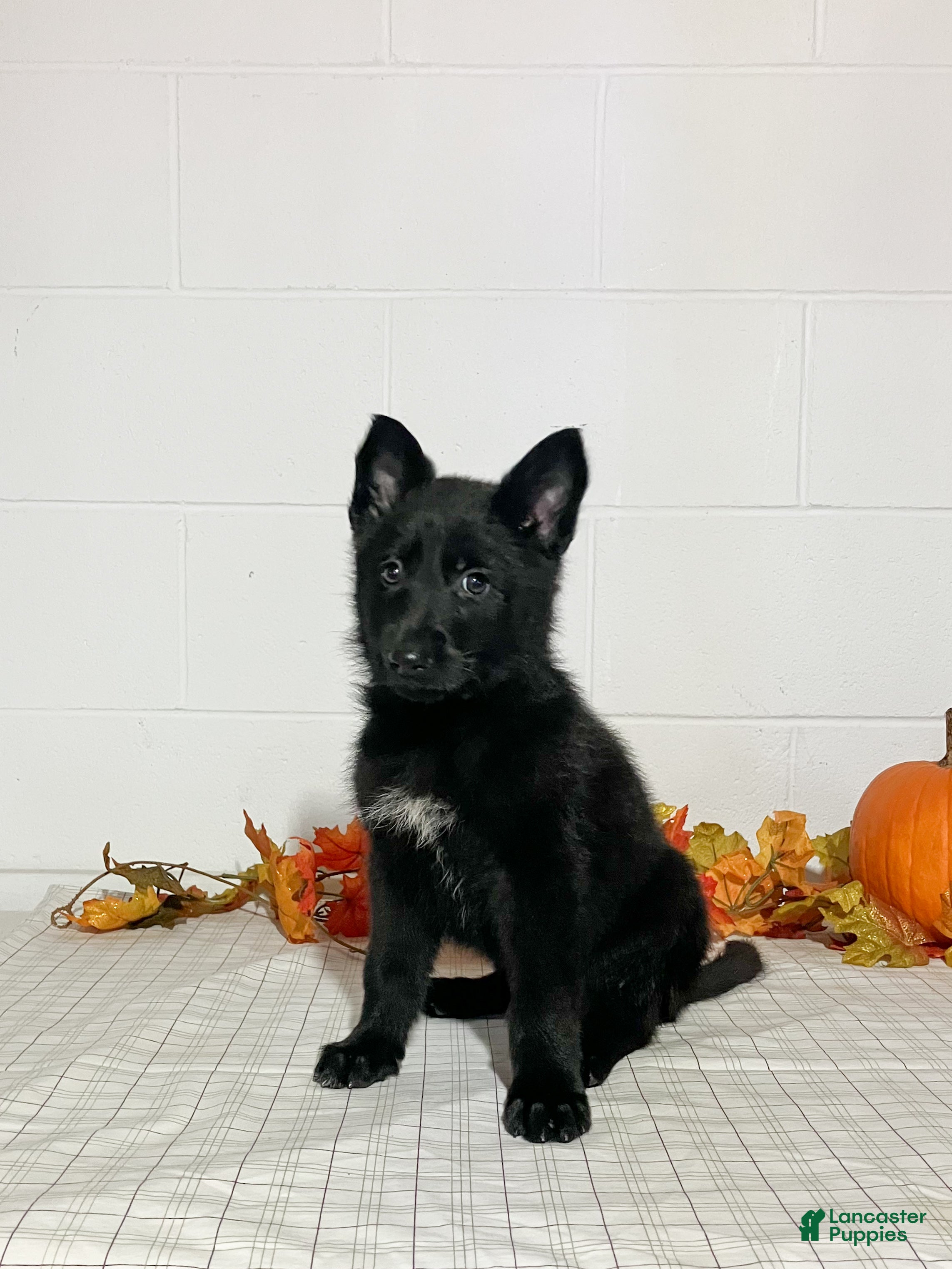 German Shepherd dogs Rosie - Ad 21