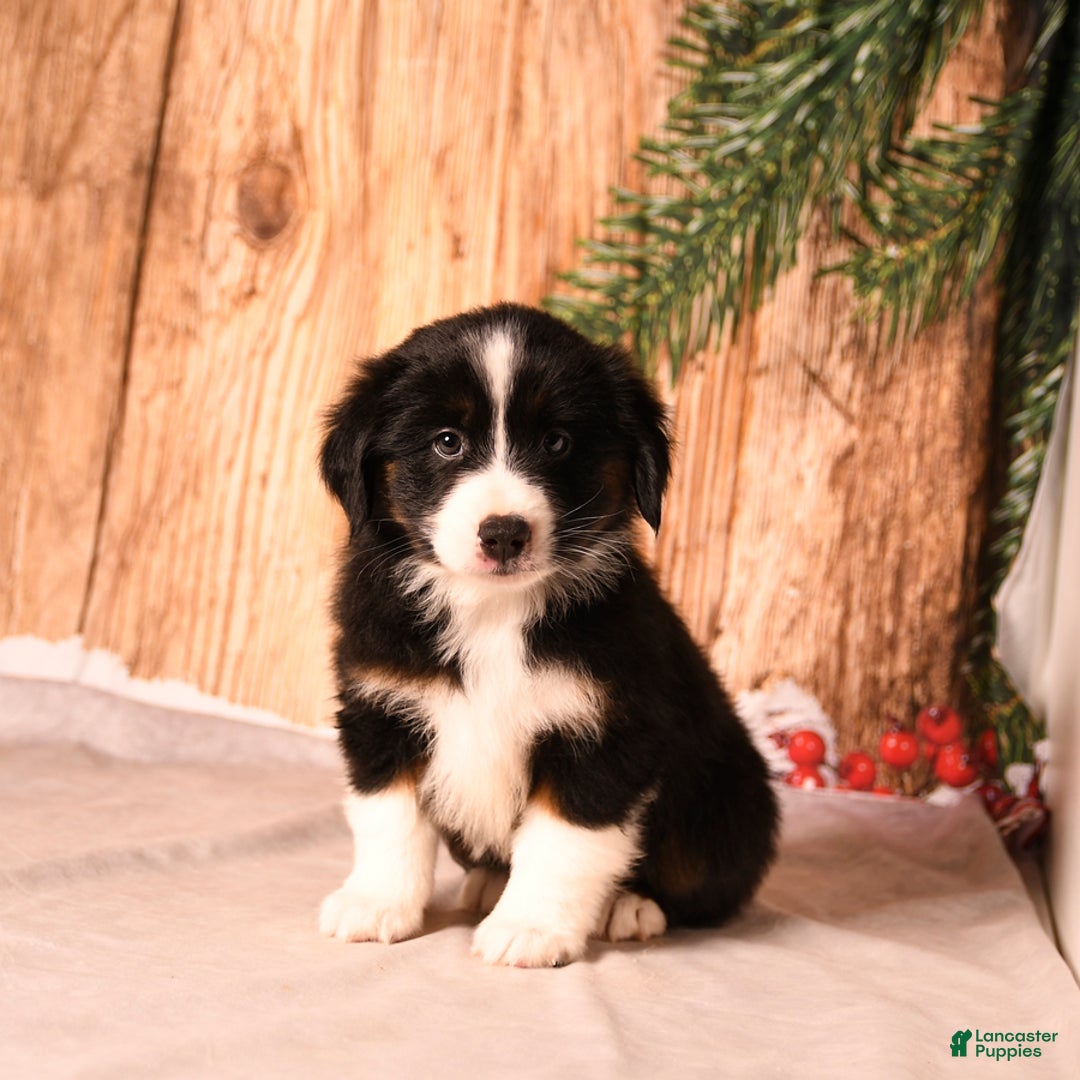 Miniature Australian Shepherd dogs for sale: Elf - Ad 1