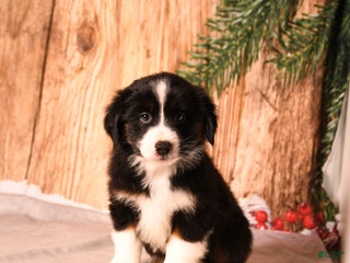 Miniature Australian Shepherd dogs Elf - Ad 26