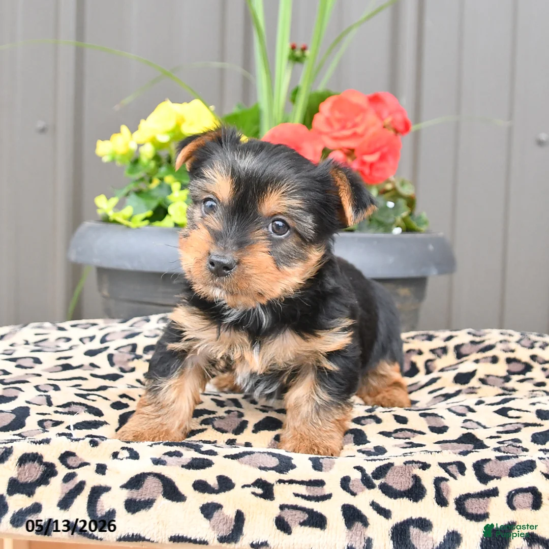 Yorkshire Terrier dogs for sale: Milo - Ad 2