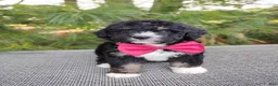 Bernedoodle dogs for sale: Teddy - Ad 3