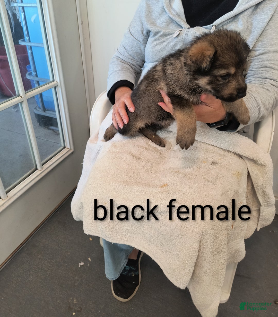 German Shepherd dogs for sale: Black collar female  - Ad 3