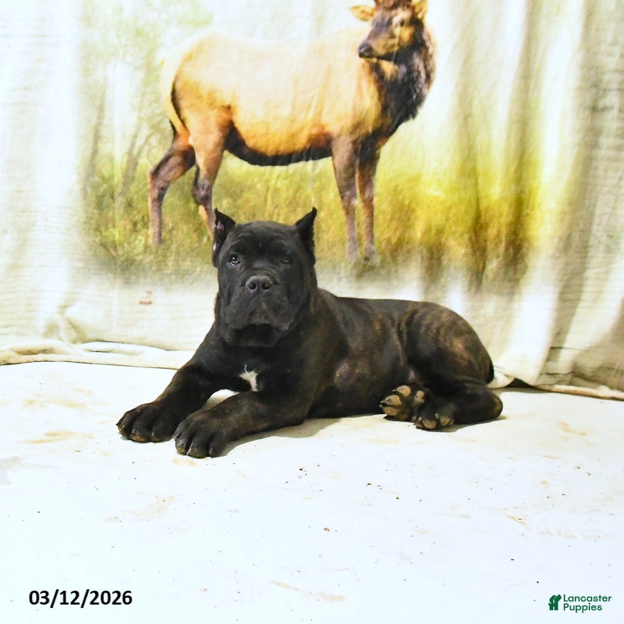 Cane Corso dogs Harvey - Ad 2