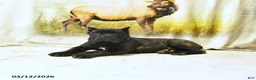 Cane Corso dogs for sale: Harvey - Ad 2