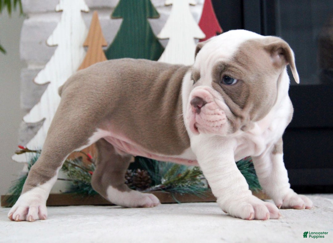 Olde English Bulldogge dogs for sale: Oakley - Ad 4