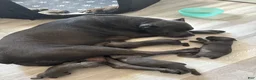 Cane Corso dogs for sale: Kenshi - Ad 4