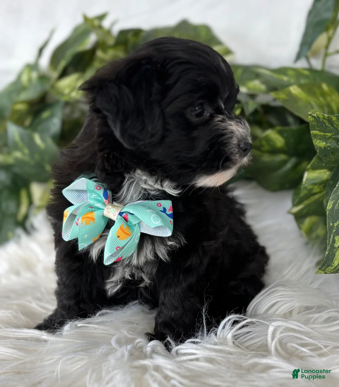 Morkie dogs for sale: Prince  - Ad 9