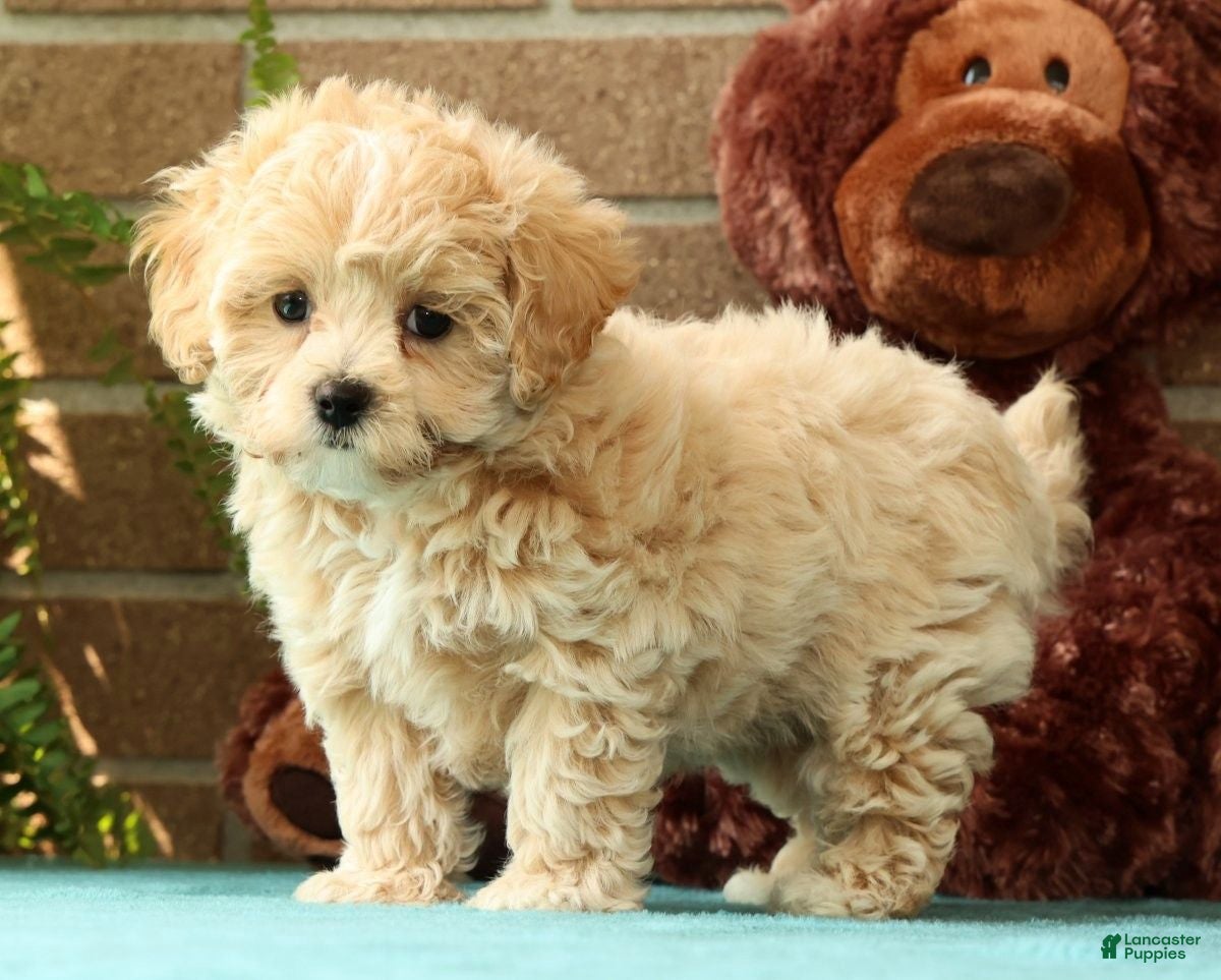 Maltipoo dogs Max - Ad 2