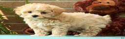 Maltipoo dogs for sale: Max - Ad 2