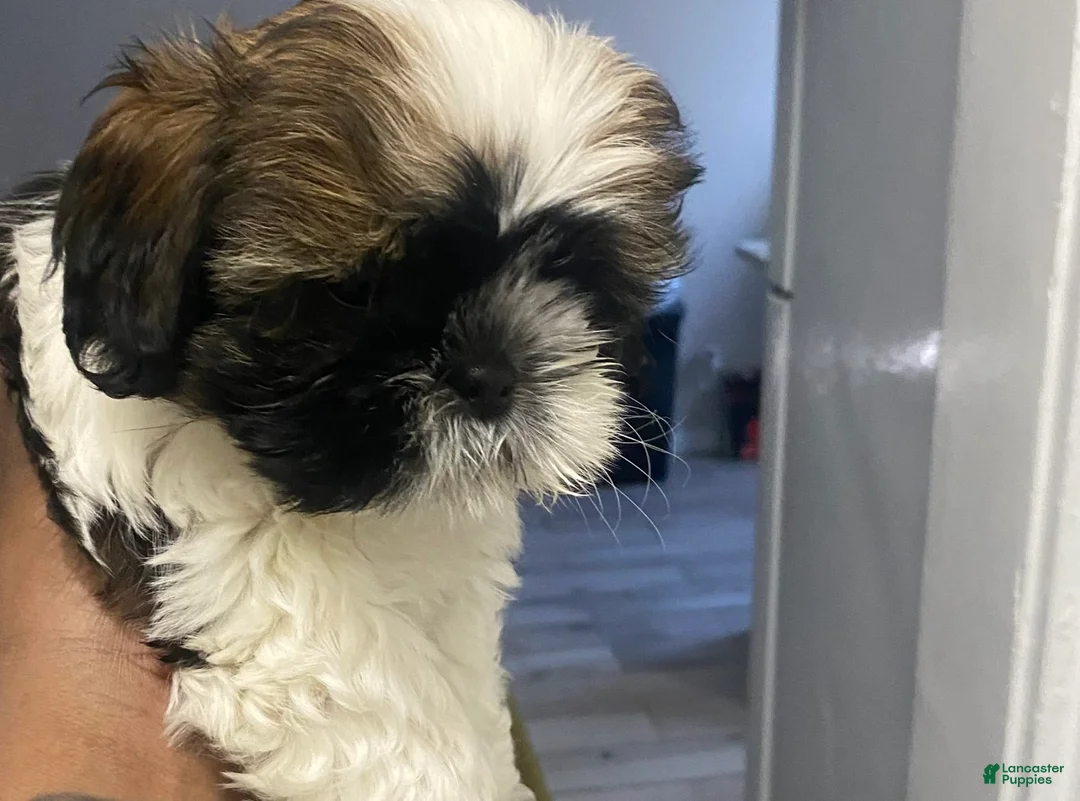 Gallery Image {{count}}