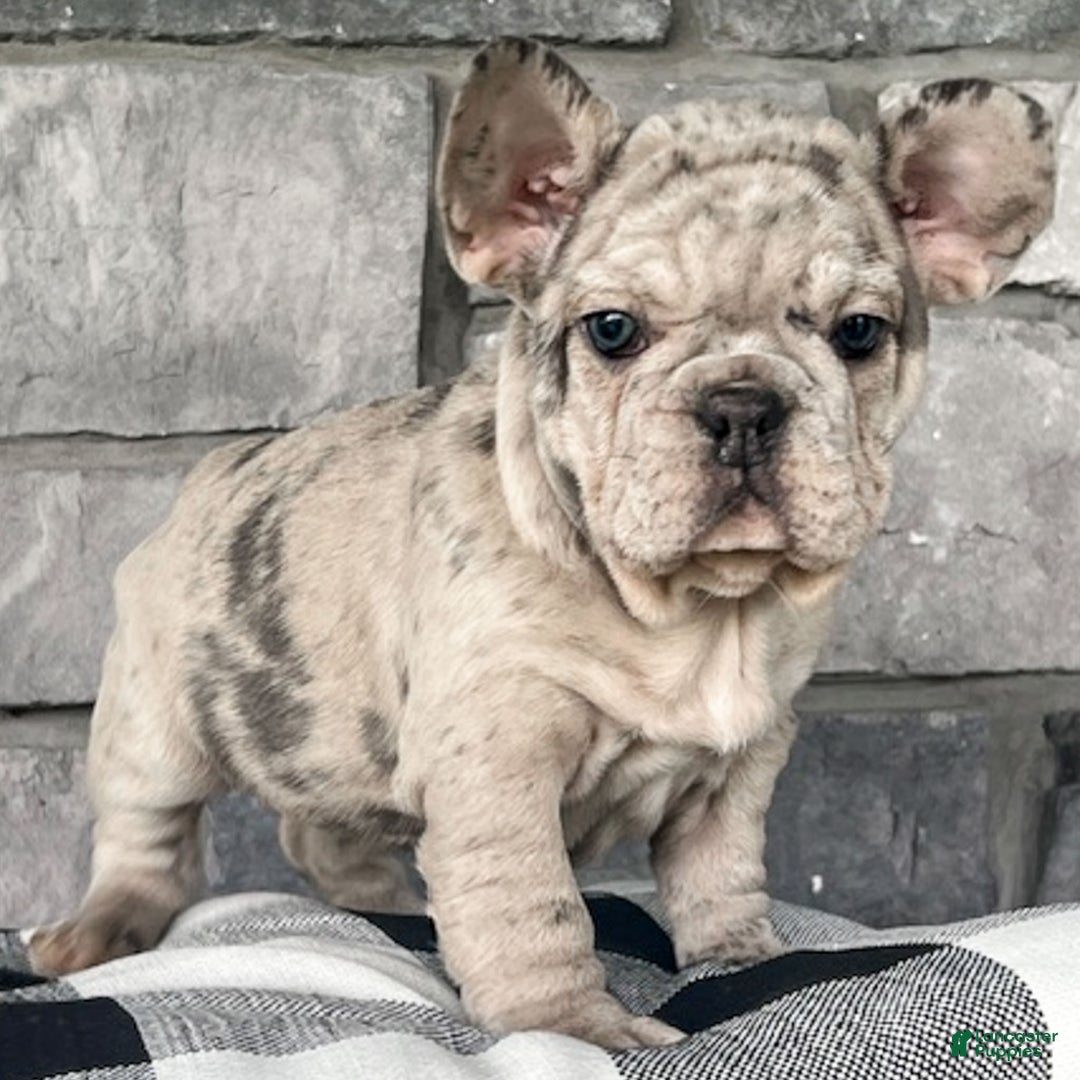 French Bulldog dogs for sale: Noelle - Ad 9