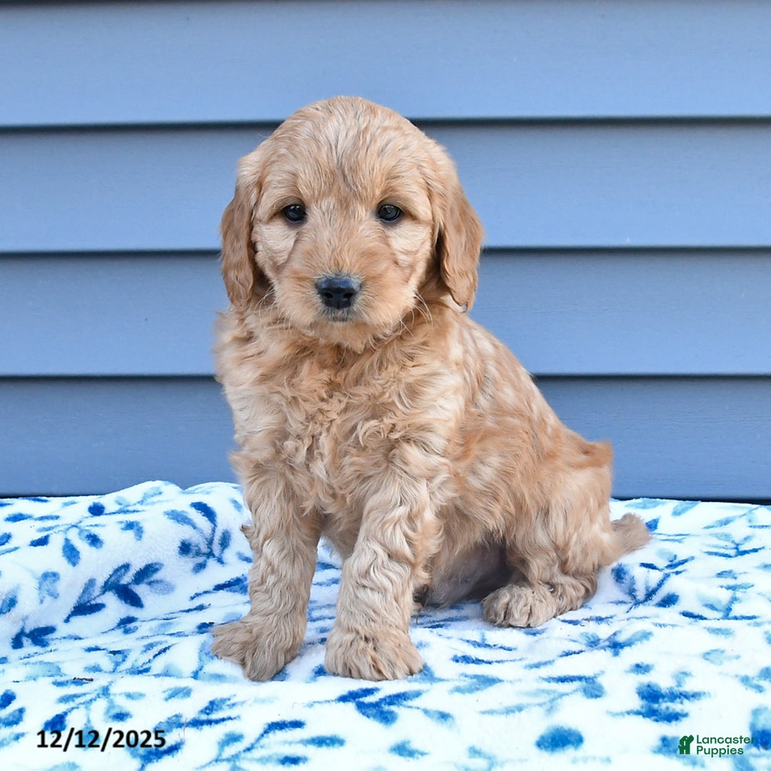 Goldendoodle dogs for sale: Butch - Ad 4