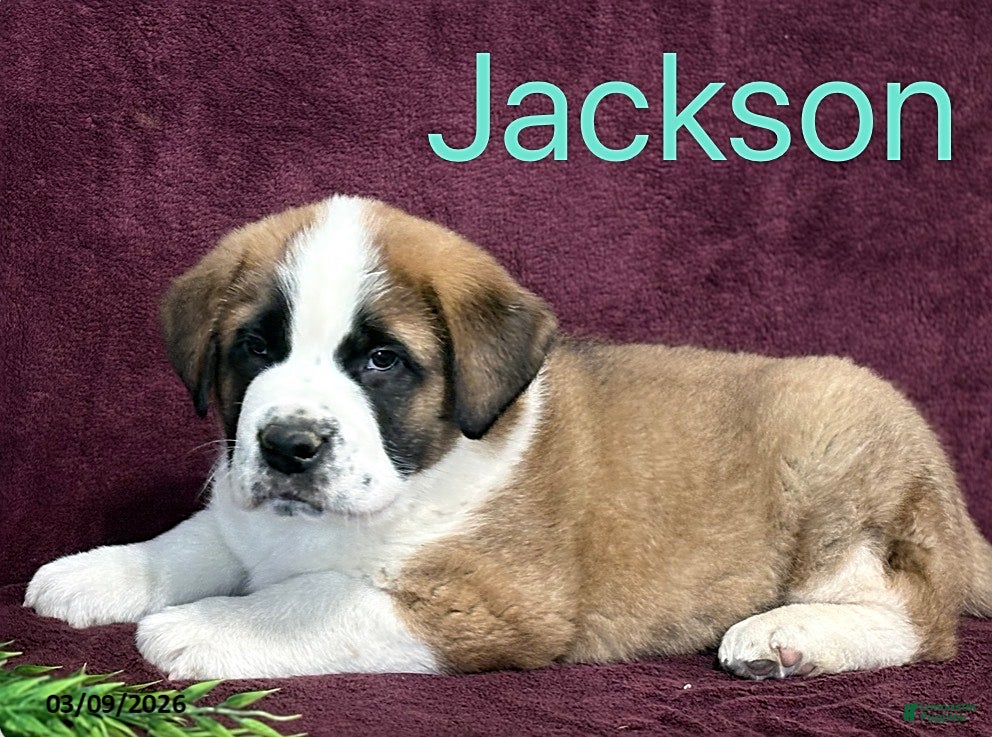 Saint Bernard dogs Jackson - Ad 1