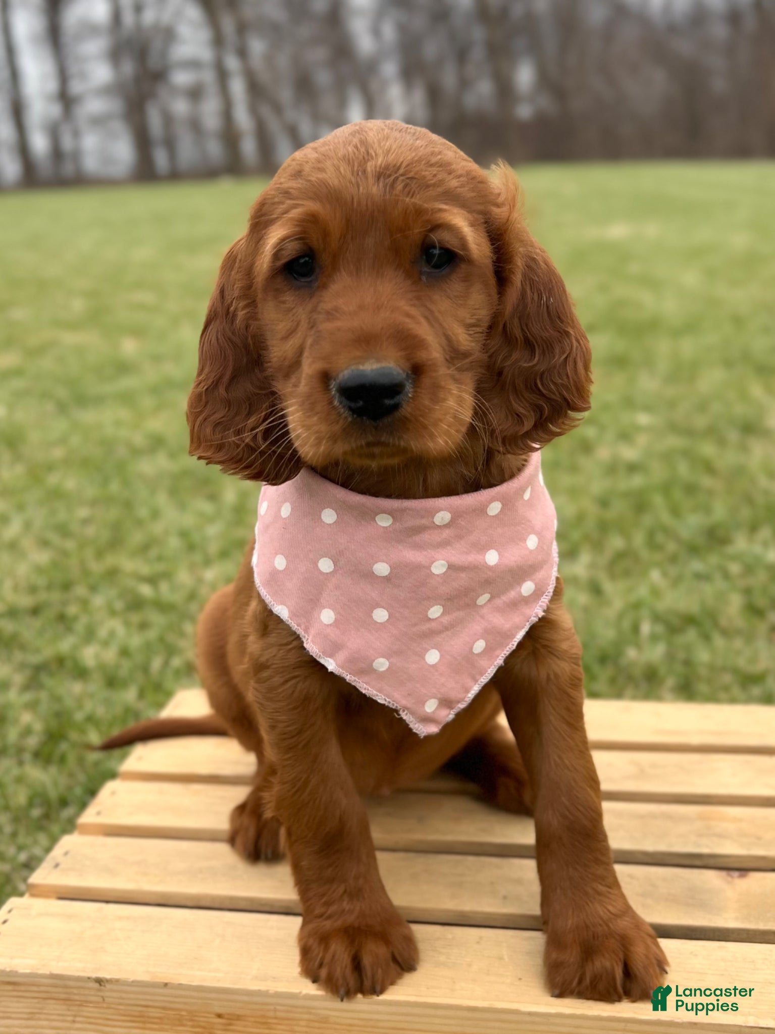 Irish Setter dogs Sally - Ad 2