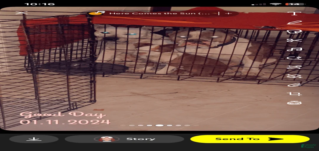 Gallery Image {{count}}