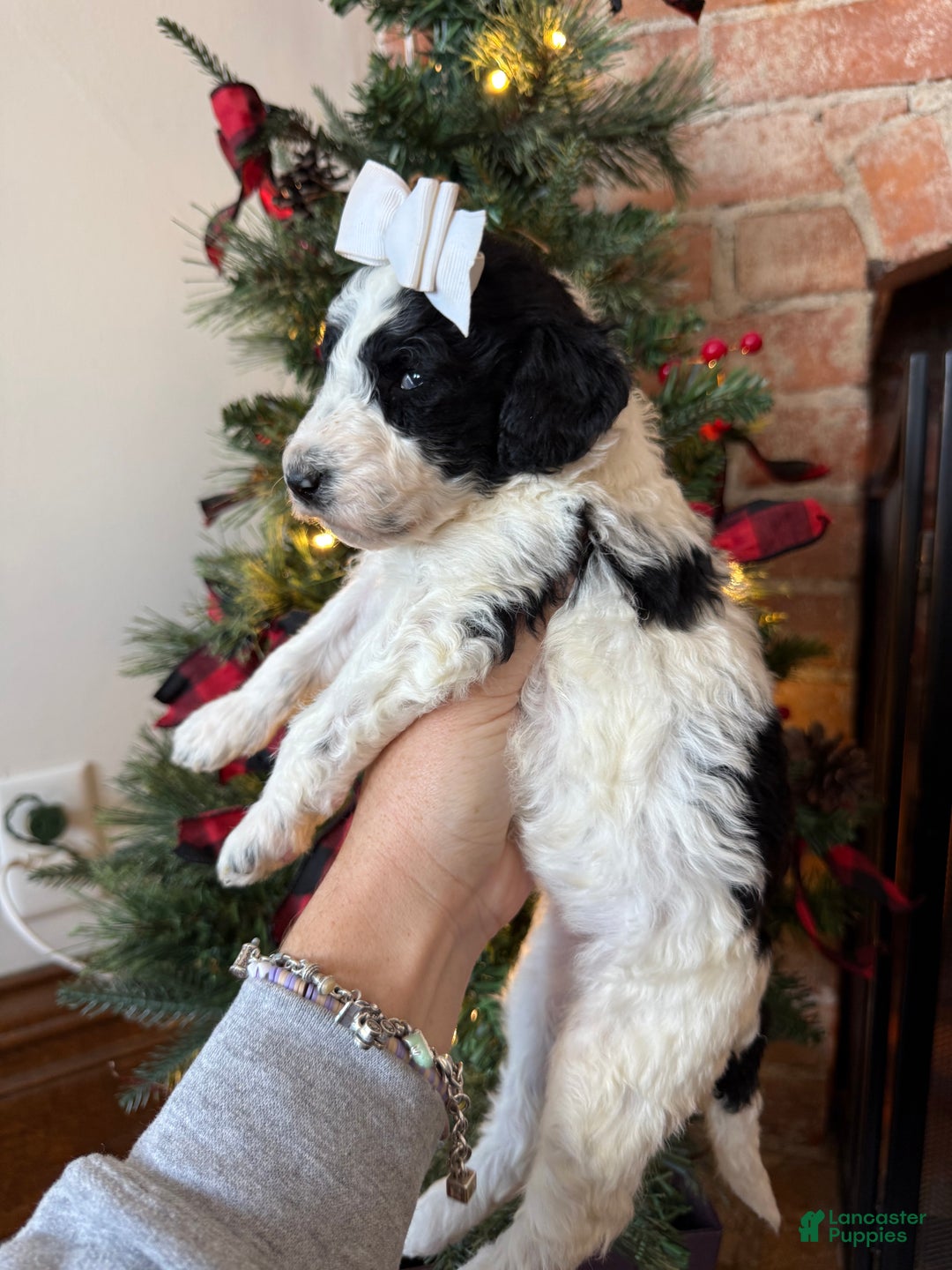 Mixed Breed dogs for sale: Patty - Ad 6