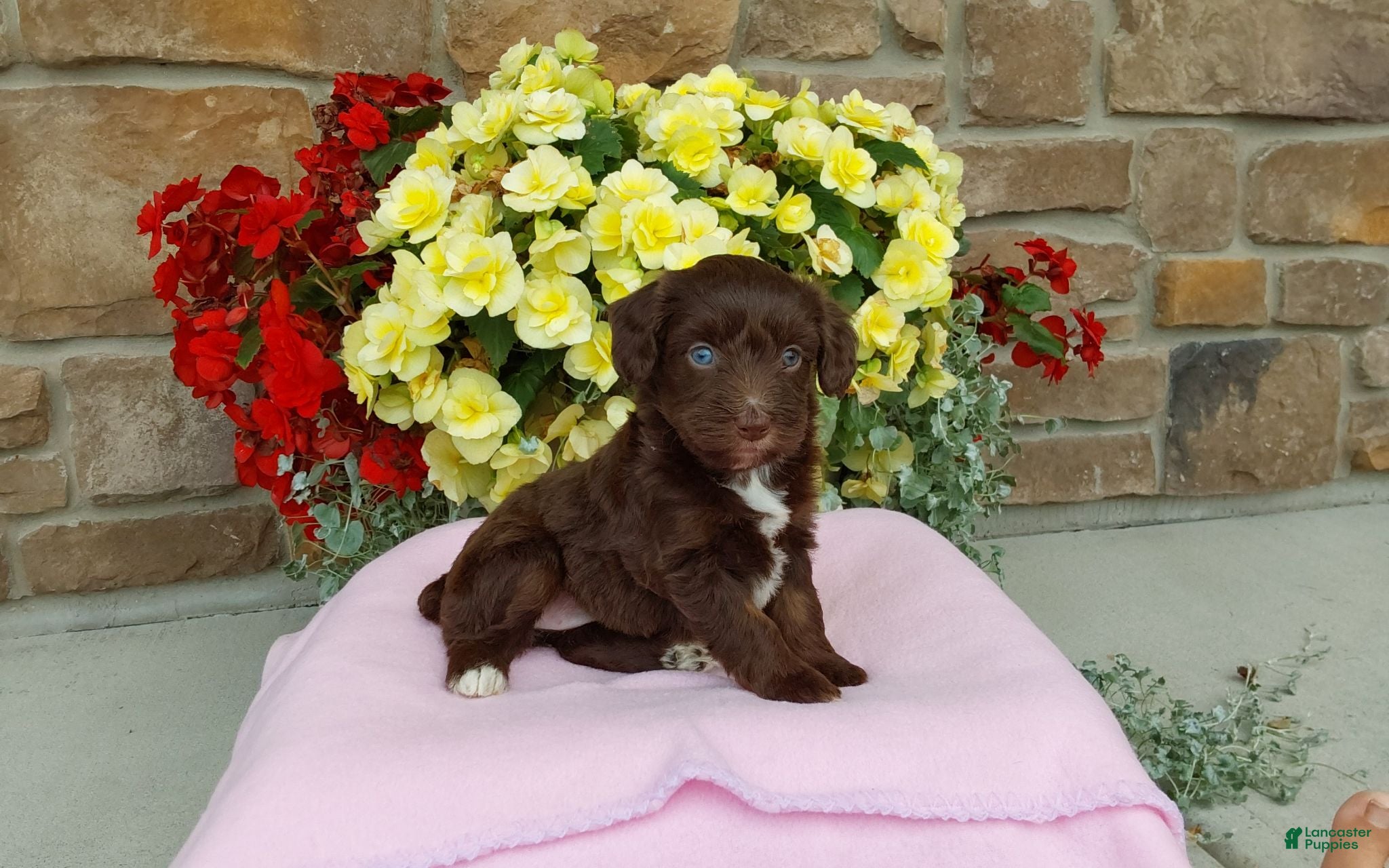 Aussiedoodle dogs Aussiedoodle 1 - Ad 1