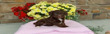 Aussiedoodle 1