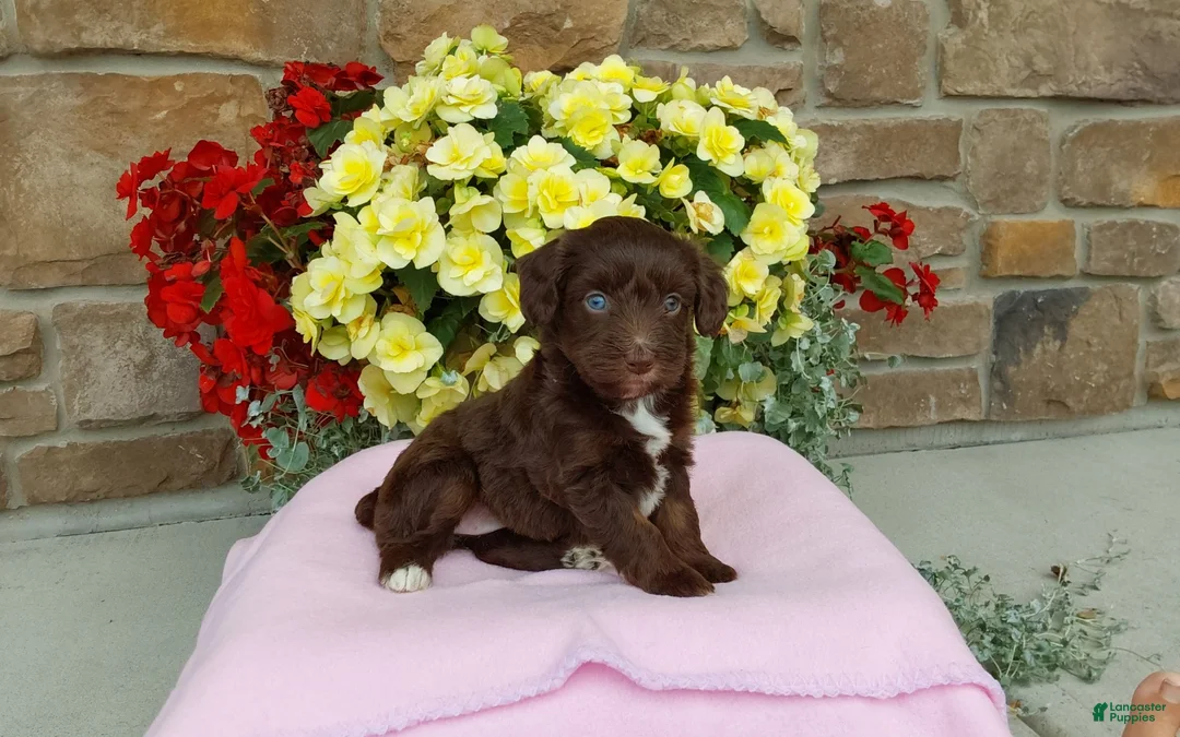 Aussiedoodle dogs for sale: Aussiedoodle 1 - Ad 1