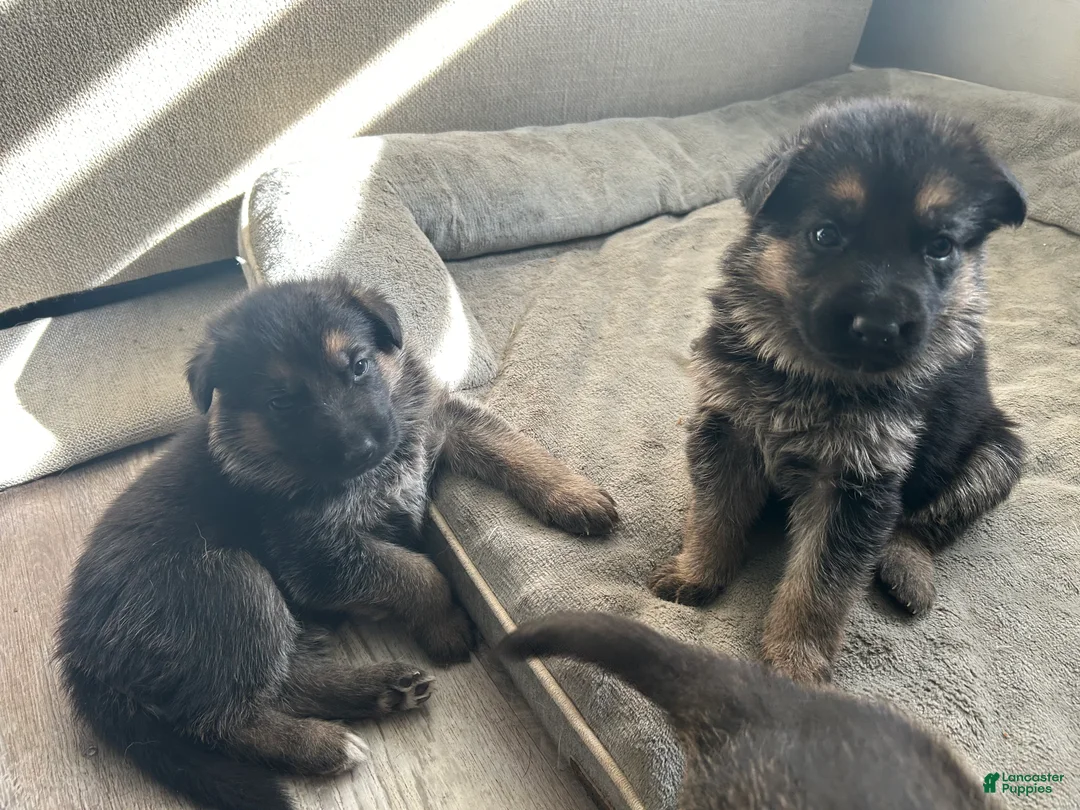 German Shepherd dogs for sale: Pink - Ad 2
