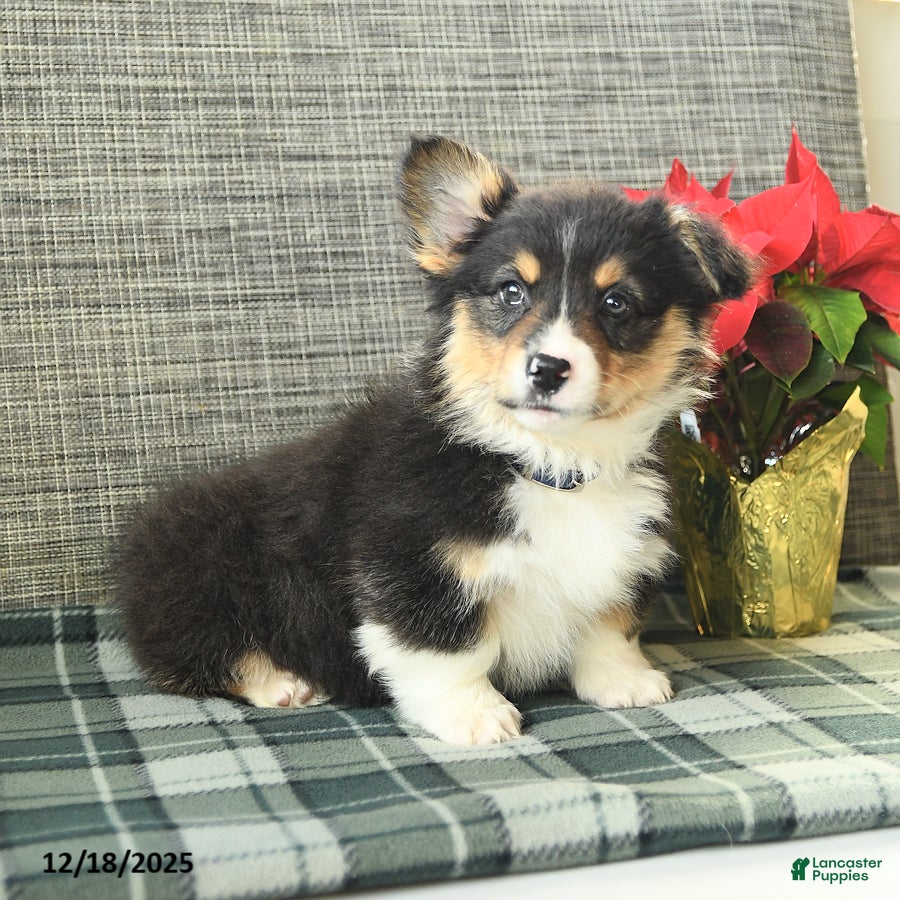 Welsh Corgi Pembroke dogs Fluffy Chocolate Drop - Ad 29