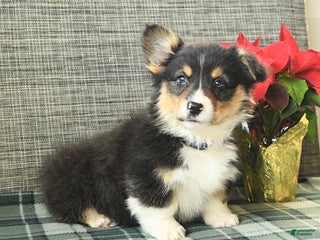 Welsh Corgi Pembroke dogs Fluffy Chocolate Drop - Ad 15