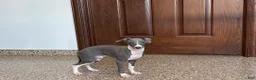 Italian Greyhound dogs for sale: Larry - Ad 8