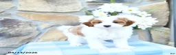 Mini Goldendoodle dogs for sale: Pebbles - Ad 6