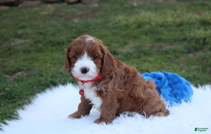 Cavapoo dogs Dante  - Ad 2