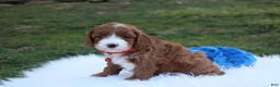 Cavapoo dogs for sale: Dante  - Ad 2