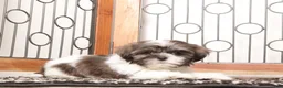 Shih Tzu dogs for sale: Kiwi - Ad 3