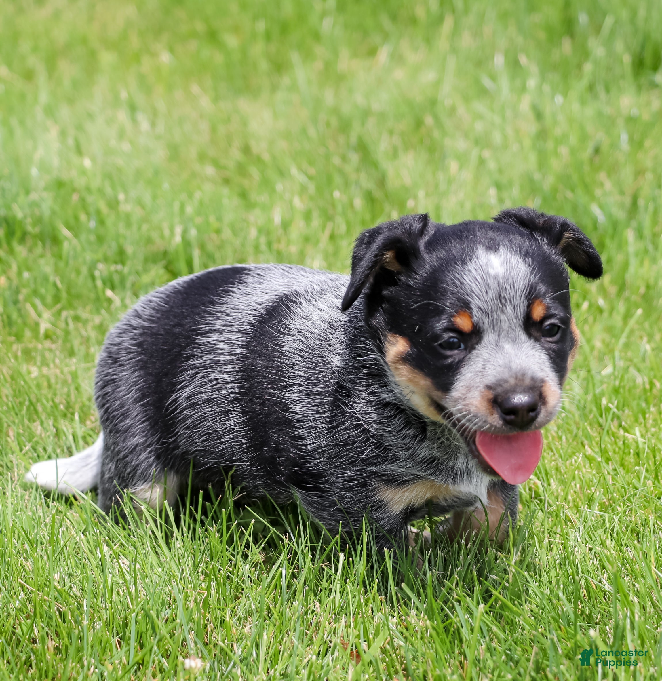 Australian Cattle Dog dogs Mesa - Ad 2
