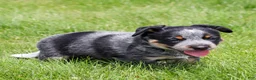 Australian Cattle Dog dogs for sale: Mesa - Ad 2