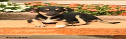 Teddy Roosevelt Terrier dogs for sale: Jack  - Ad 3