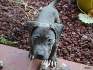 American Bully dogs - Ad 10