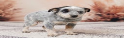 Australian Cattle Dog dogs for sale: Bella - Ad 4