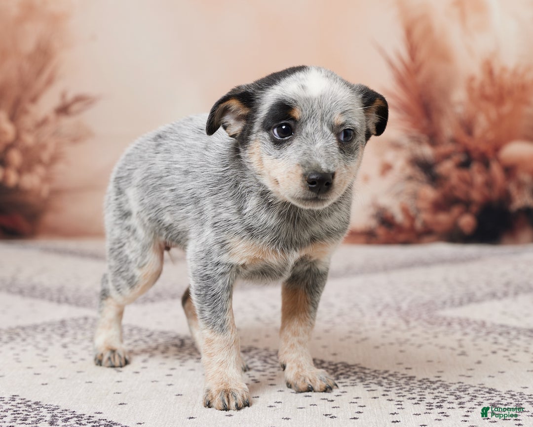 Australian Cattle Dog dogs for sale: Bella - Ad 4