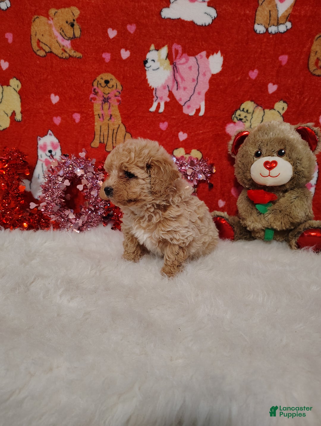Maltipoo dogs for sale: Goldie locks - Ad 4