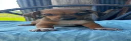 Miniature Dachshund dogs for sale: Polo - Ad 1